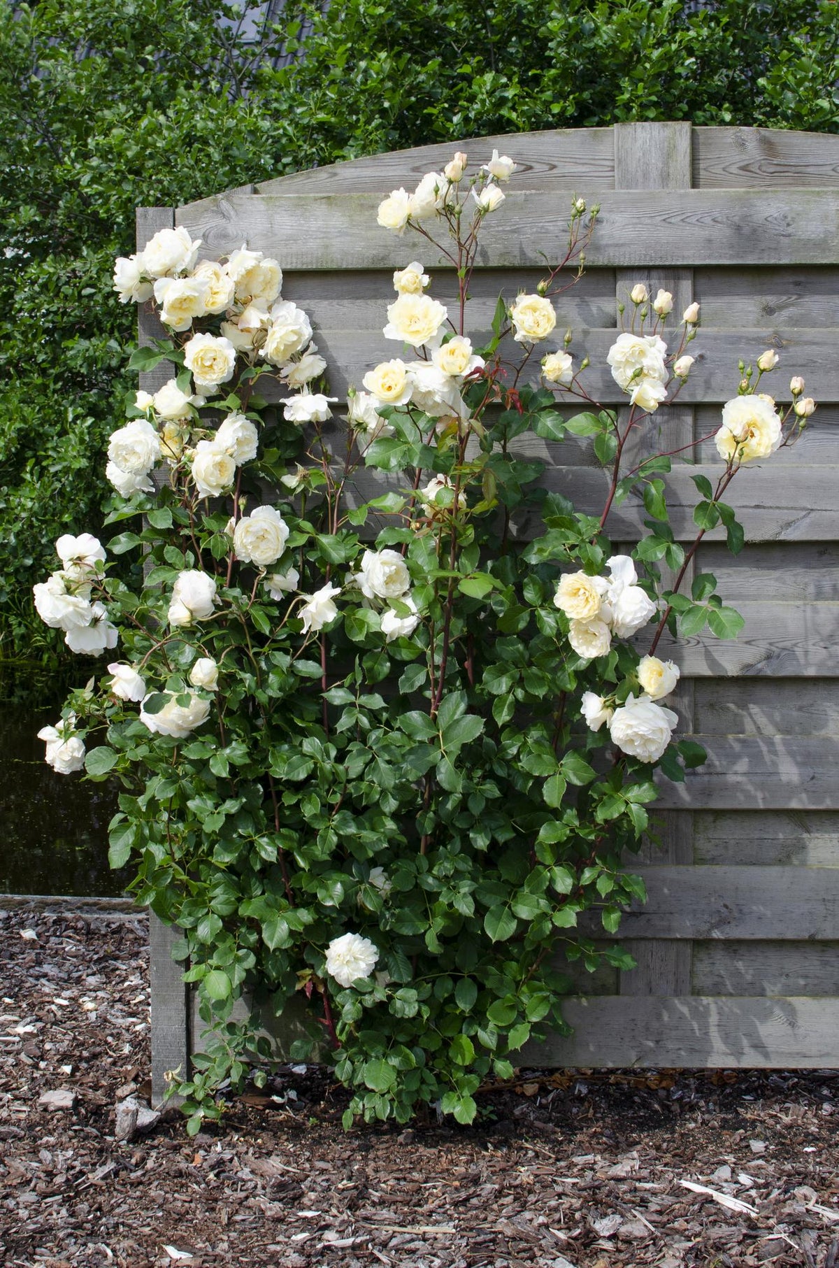 Rosa 'Crazy in love', Bianco Vaniglia - 3 piante - Ø15cm - ↕65cm