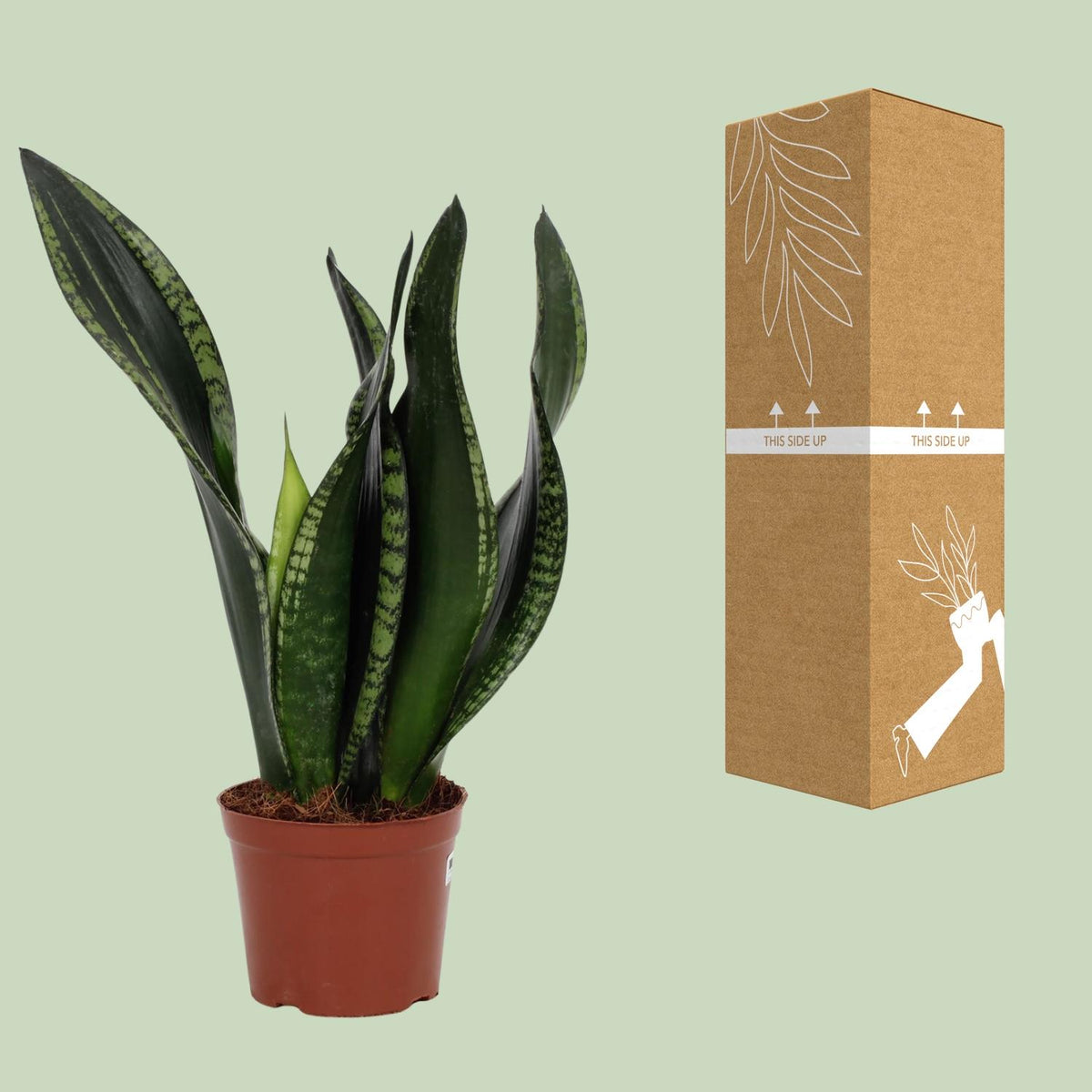 Sansevieria trifasciata 'Whitney' - Ø12cm - ↕27cm
