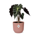 Load image into Gallery viewer, Alocasia amazonica ‘Polly’ in ELHO Vibes Fold pot, Pink, Ø14cm - ↕25cm