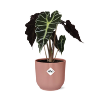Alocasia amazonica ‘Polly’ in vaso ELHO Vibes Fold, Rosa, Ø14cm - ↕25cm
