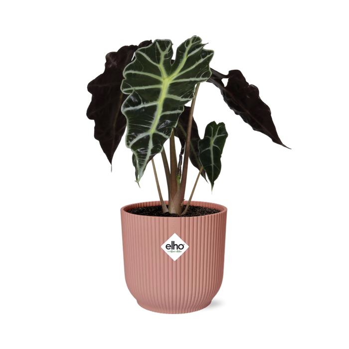 Alocasia amazonica ‘Polly’ in ELHO Vibes Fold pot, Pink, Ø14cm - ↕25cm