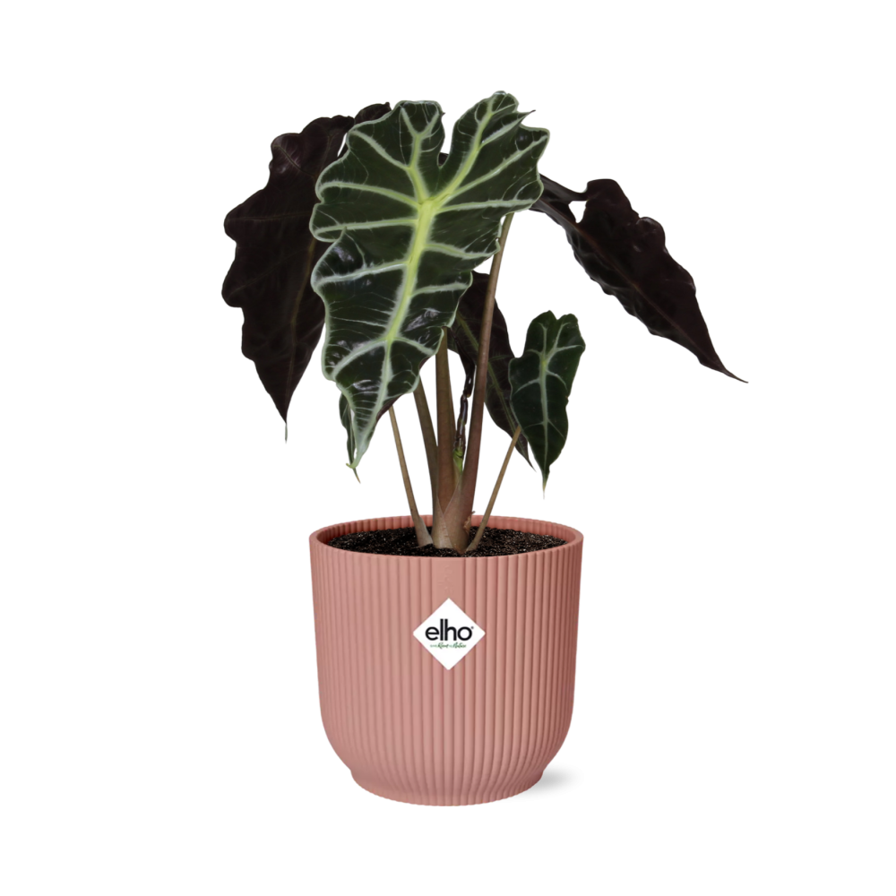 Alocasia amazonica ‘Polly’ in ELHO Vibes Fold pot, Pink, Ø14cm - ↕25cm