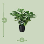 Carica l'immagine nel visualizzatore Galleria, Monstera deliciosa  - Ø21cm - ↕65cm