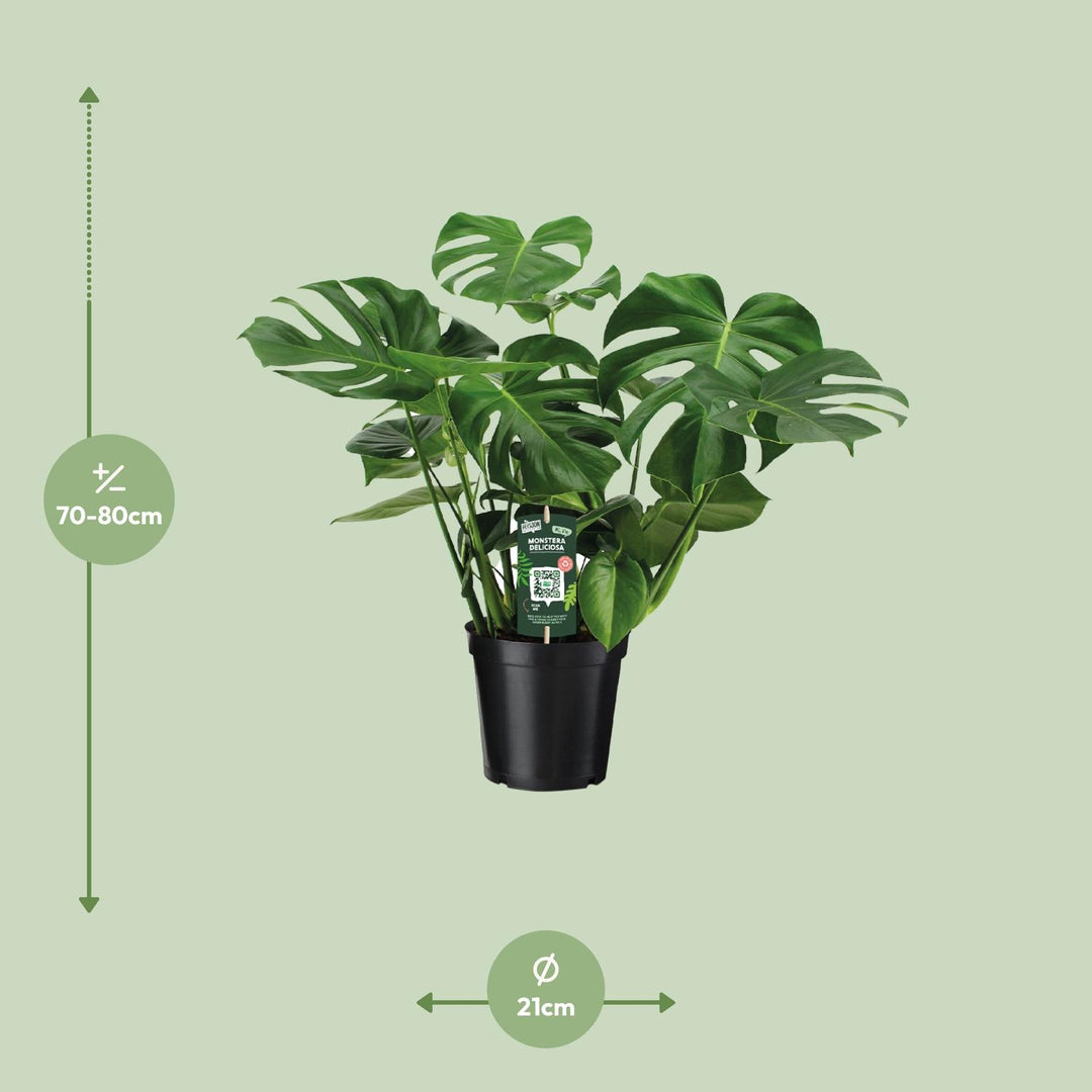 Monstera deliciosa  - Ø21cm - ↕65cm
