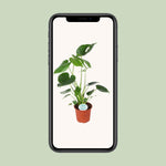 Load image into Gallery viewer, Monstera deliciosa - Ø14cm - ↕45cm