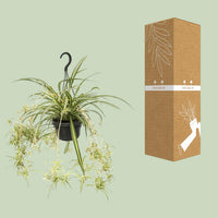 Chlorophytum comosum variegatum - Ø14cm - ↕55cm