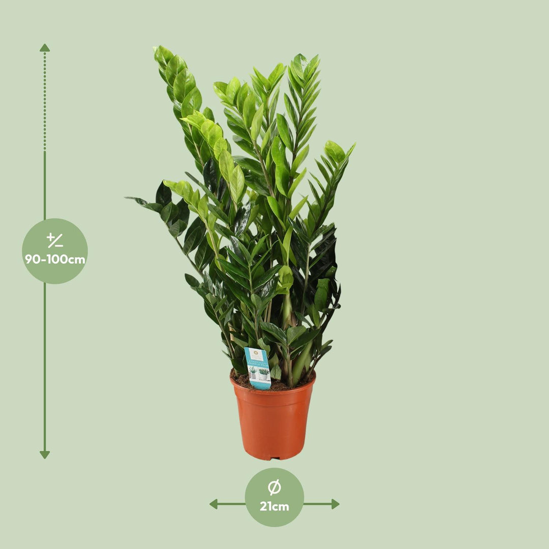 Zamioculcas zamiifolia - Ø21cm - ↕95cm