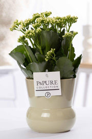 Kalanchoe White In P&PURE Maxima Green Plant Pot - Ø12cm - ↕27cm