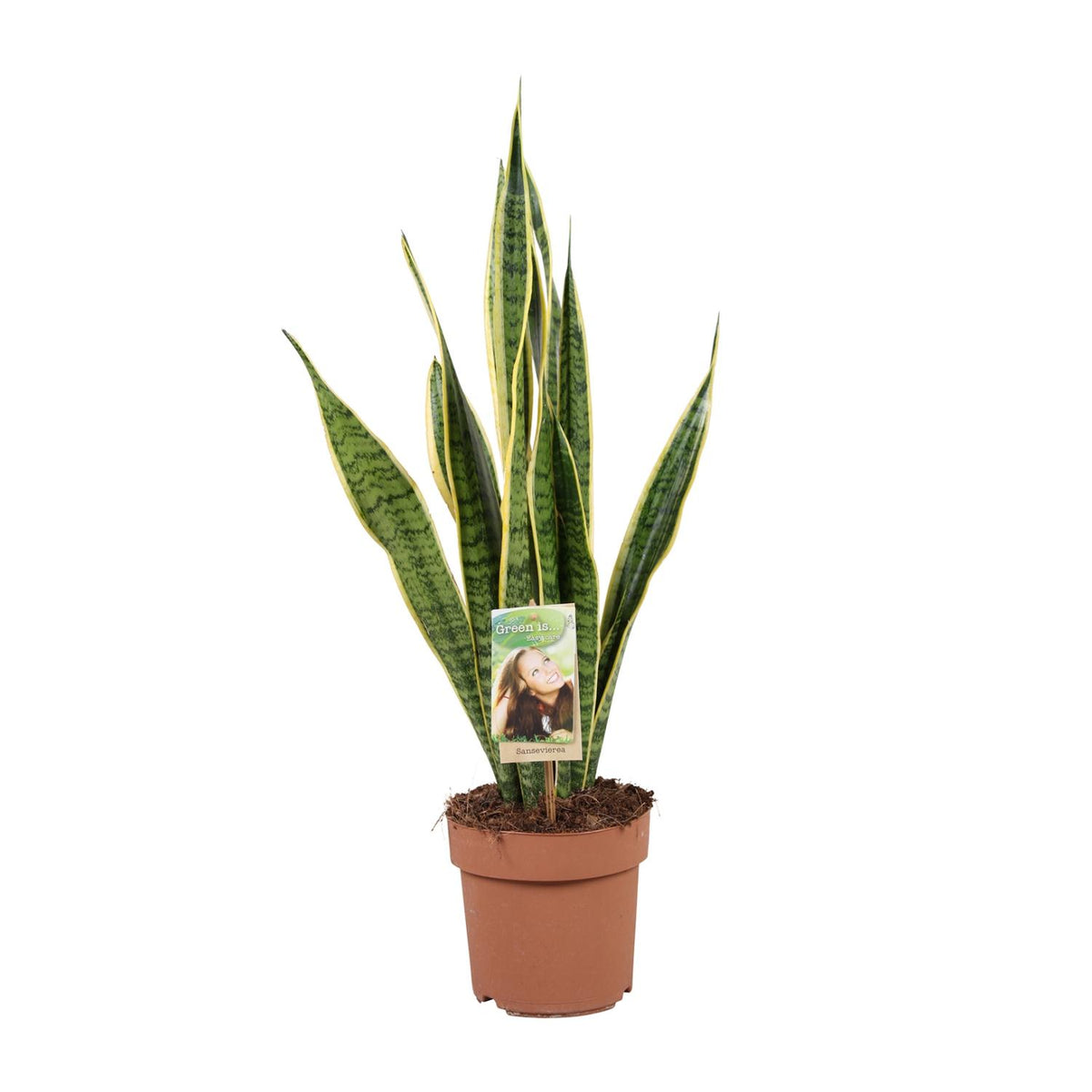 Sansevieria trifasciata 'Laurentii' (Mother-in-law’s Tongue) - Ø17cm - ↕60cm