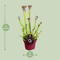 Sarracenia 'Farnhamii' - Ø12cm - ↕40cm