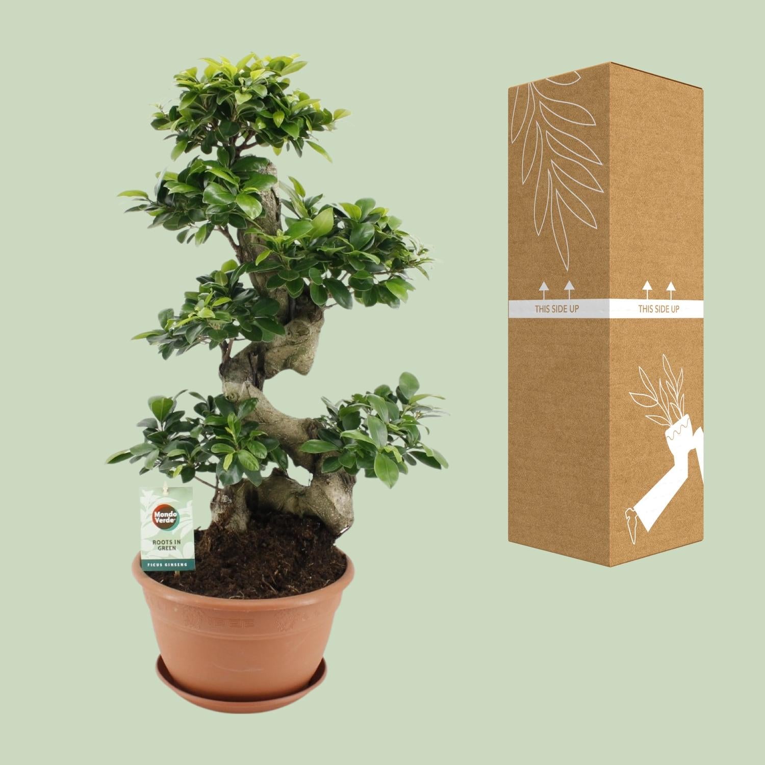 Ficus Ginseng Bonsai Tree - 40cm Tall