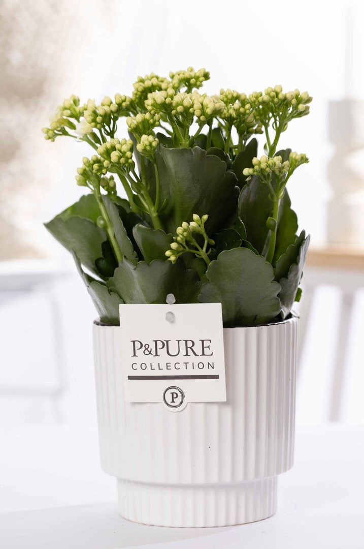 Kalanchoe White In P&PURE Ivy Ceramics Green Pot - Ø12cm - ↕27cm