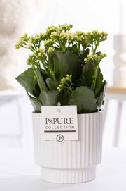 Kalanchoe White In P&PURE Ivy Ceramics Green Pot - Ø12cm - ↕27cm