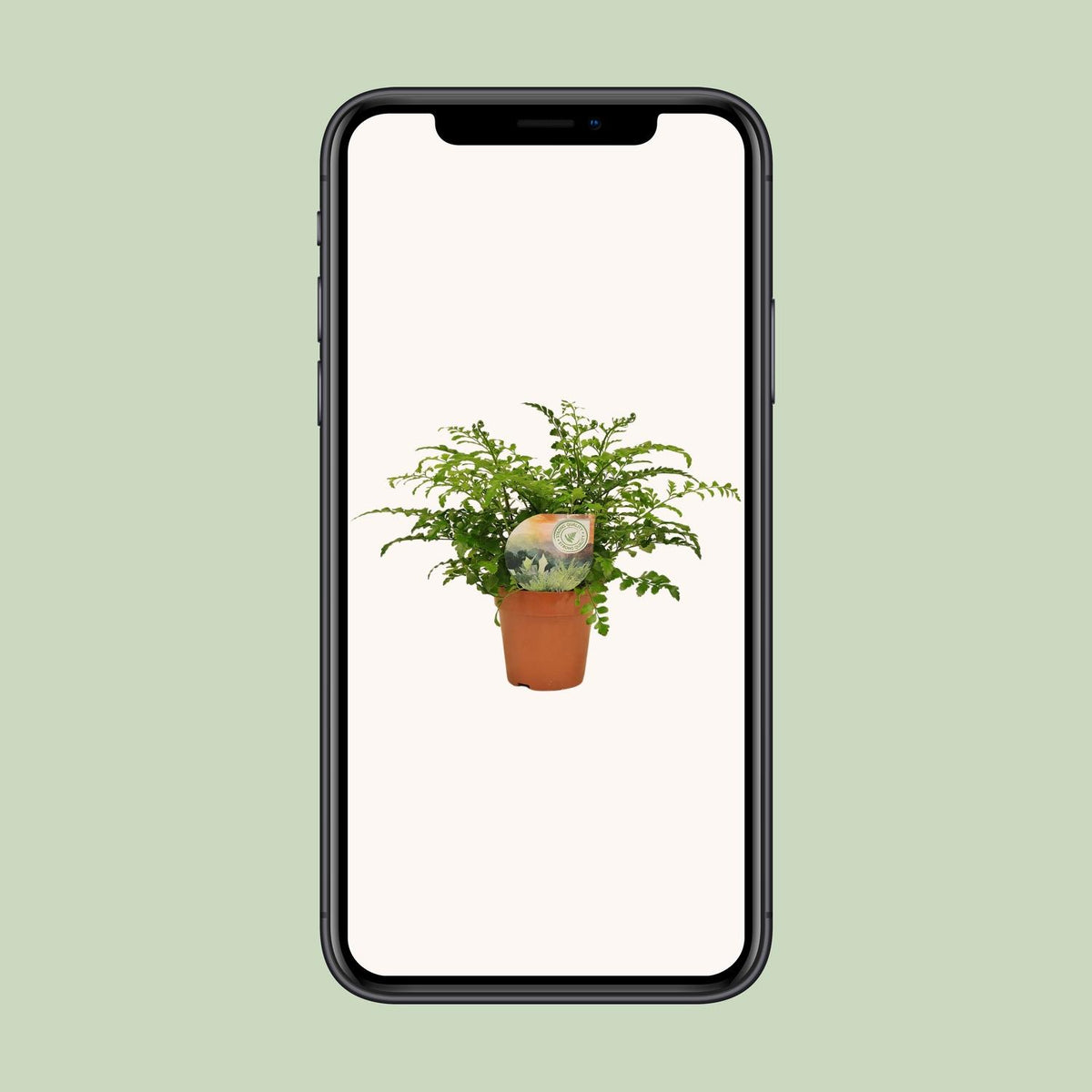 Asplenium parvati - Ø12cm - ↕35cm