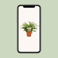 Asplenium parvati - Ø12cm - ↕35cm
