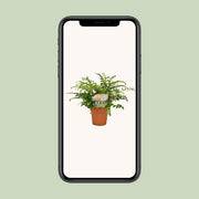 Asplenium parvati - Ø12cm - ↕35cm
