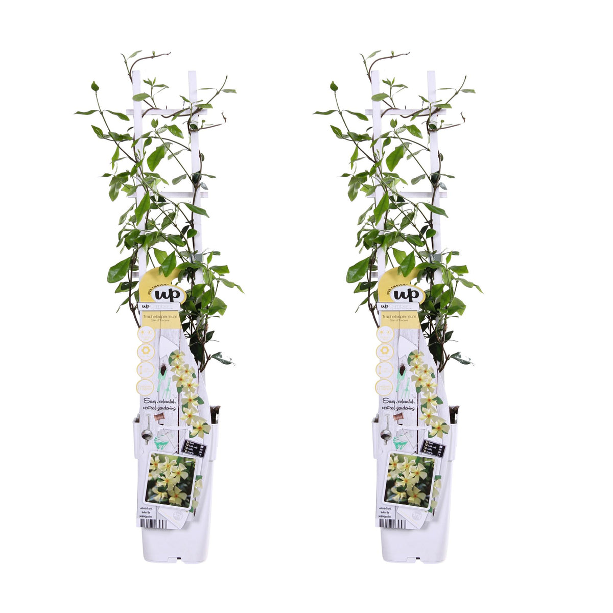 Trachelospermum 'Star of Toscana' - 2 pezzi - ↨65cm - Ø15