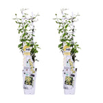 Load image into Gallery viewer, Trachelospermum &#39;Star of Toscana&#39; - 2 pieces - ↨65cm - Ø15
