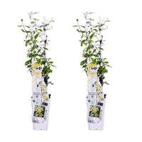 Trachelospermum 'Star of Toscana' - 2 pezzi - ↨65cm - Ø15