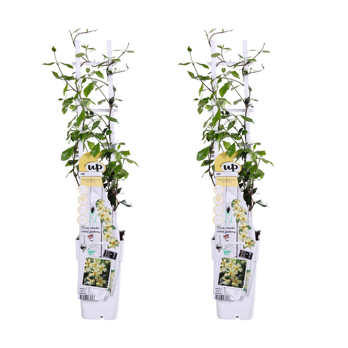Trachelospermum 'Star of Toscana' - 2 pieces - ↨65cm - Ø15