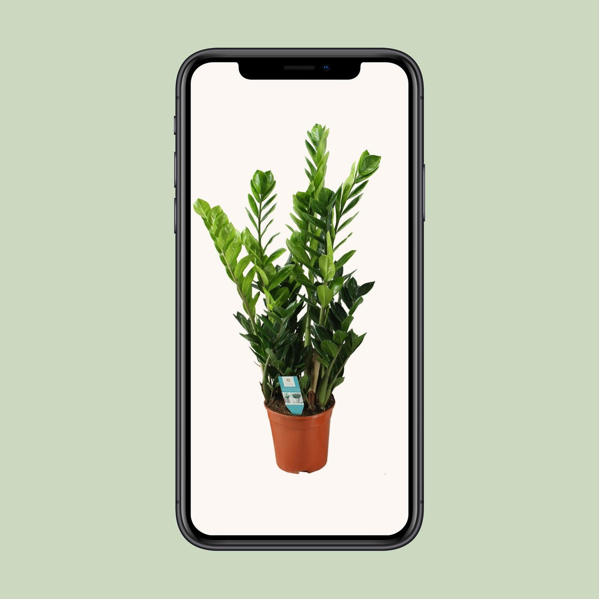 Zamioculcas zamiifolia - Ø21cm - ↕100cm