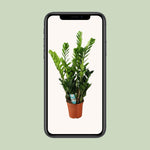 Load image into Gallery viewer, Zamioculcas zamiifolia - Ø21cm - ↕100cm