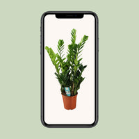 Zamioculcas zamiifolia - Ø21cm - ↕100cm