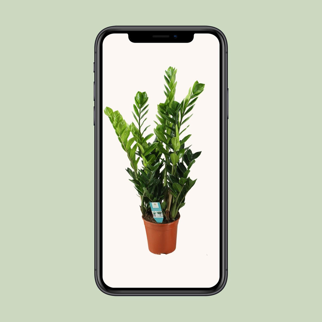 Zamioculcas zamiifolia - Ø21cm - ↕100cm