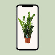 Zamioculcas zamiifolia - Ø21cm - ↕100cm