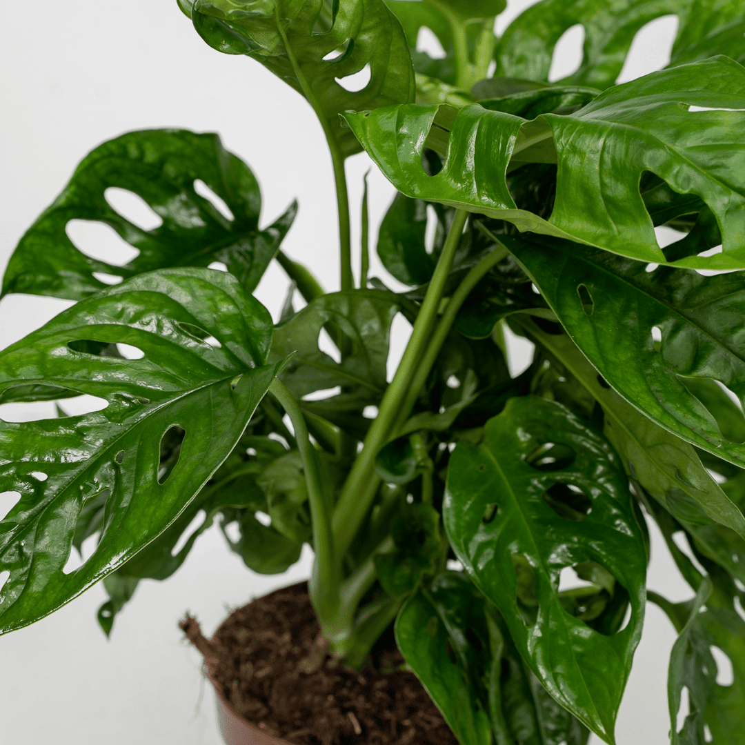Monstera adansonii 'Monkey Leaf' - 2 Plants - ø12 - ↕30cm
