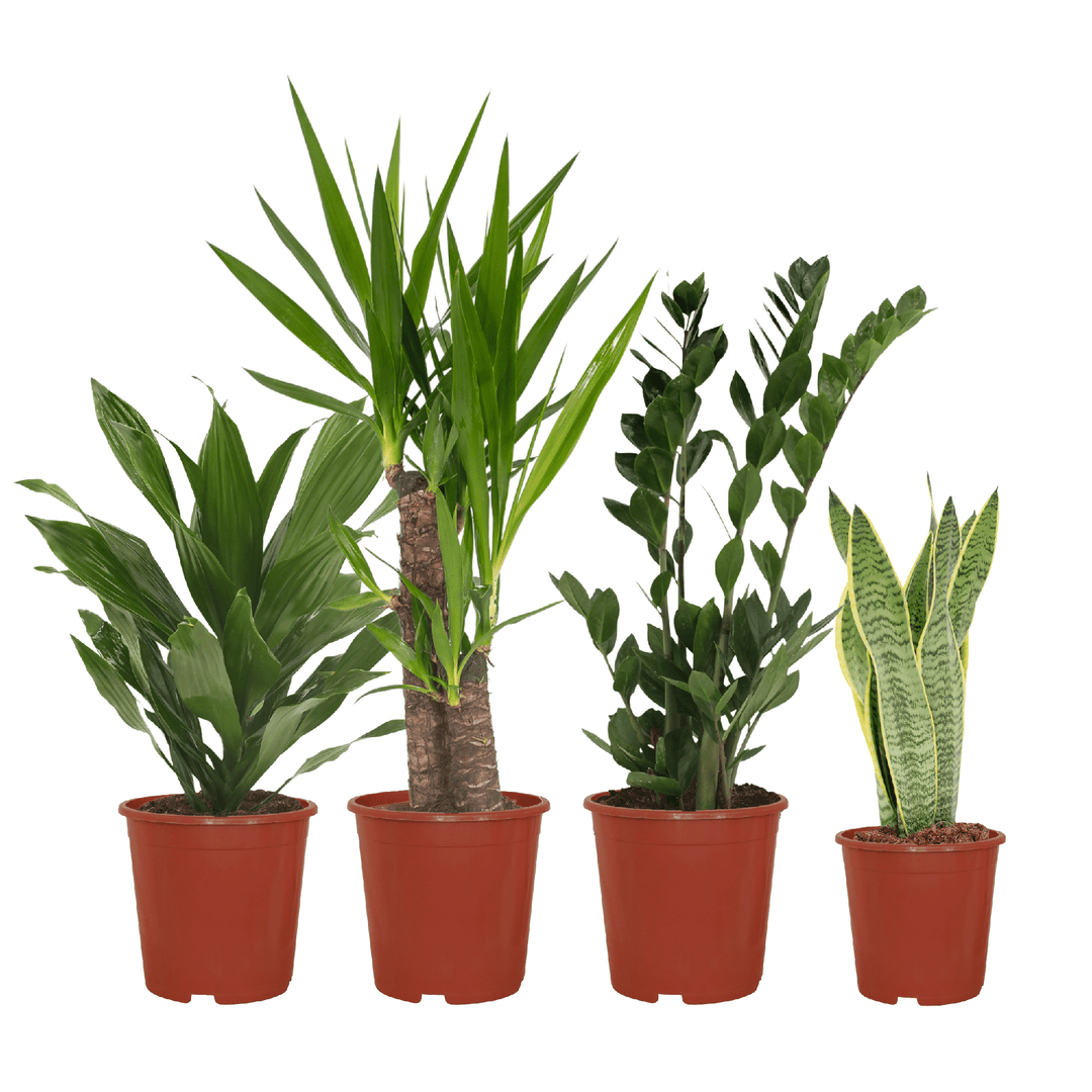 Easy plant box - 4 indoor plants - Various heights - Ø14-17cm - h 40-85cm