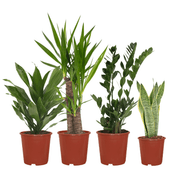 Easy plant box - 4 indoor plants - Various heights - Ø14-17cm - h 40-85cm