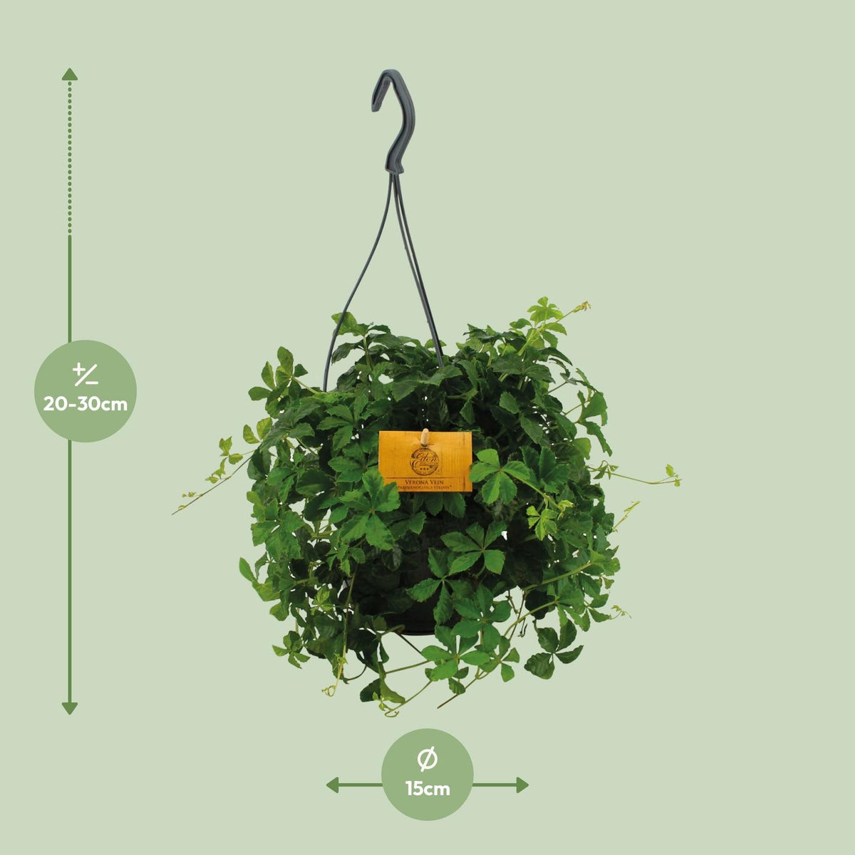 Parthenocissus inserta 'Striata' (Virginia Creeper) – Hanging Plant – Ø15cm - ↕25cm