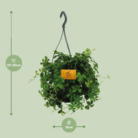 Parthenocissus inserta 'Striata' (Virginia Creeper) – Hanging Plant – Ø15cm - ↕25cm