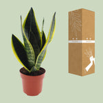 Load image into Gallery viewer, Sansevieria futura &#39;Superba&#39; - Ø12cm - ↕30cm
