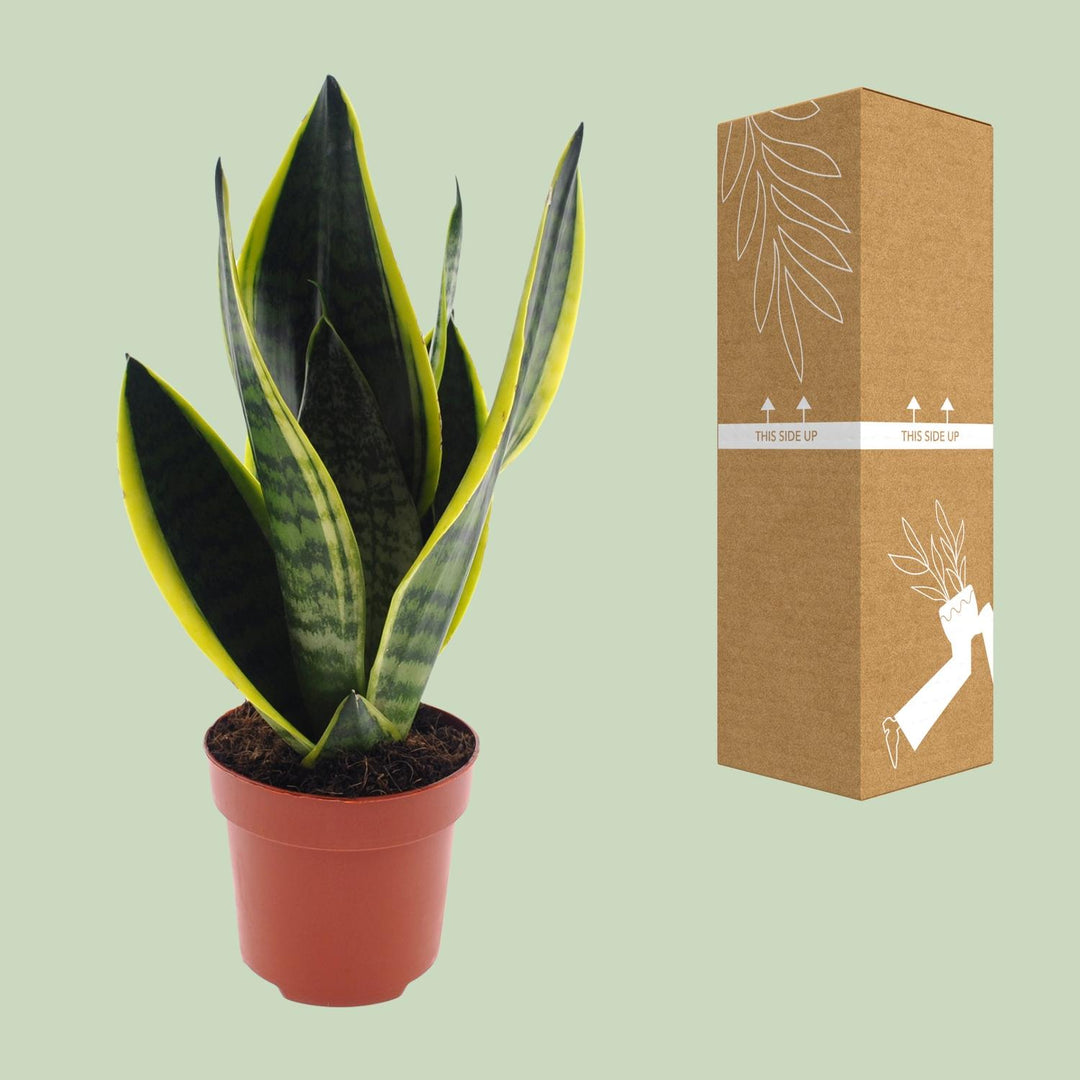 Sansevieria futura 'Superba' - Ø12cm - ↕30cm