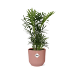 Load image into Gallery viewer, Chamaedorea elegans in ELHO Vibes Fold Pot, Pink, Ø14cm - ↕35cm