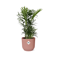 Chamaedorea elegans (Palma della Fortuna) in Vaso ELHO Vibes Fold, Rosa, Ø14cm - ↕35cm