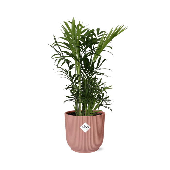 Chamaedorea elegans in ELHO Vibes Fold Pot, Pink, Ø14cm - ↕35cm