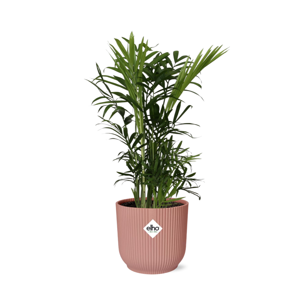 Chamaedorea elegans in ELHO Vibes Fold Pot, Pink, Ø14cm - ↕35cm