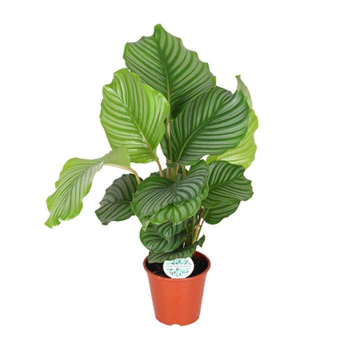 Calathea orbifolia - Ø17cm - ↕50cm