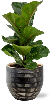 Ficus lyrata - Ø12cm - ↕30cm + Vaso Beau Pot, Nero, Ø14 ↕13cm
