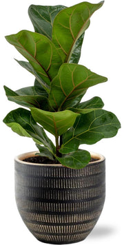 Ficus Lyrata - Ø12cm - ↕30cm + Beau Pot, Black, D14x13cm