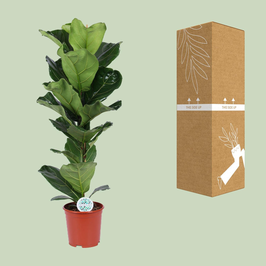 Ficus lyrata - Ø21cm - ↕90cm