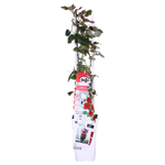 Load image into Gallery viewer, Rosa &#39;Crazy in love&#39;, Red - Ø15cm - ↕65cm
