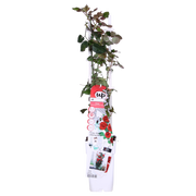 Rosa 'Crazy in love', Red - Ø15cm - ↕65cm