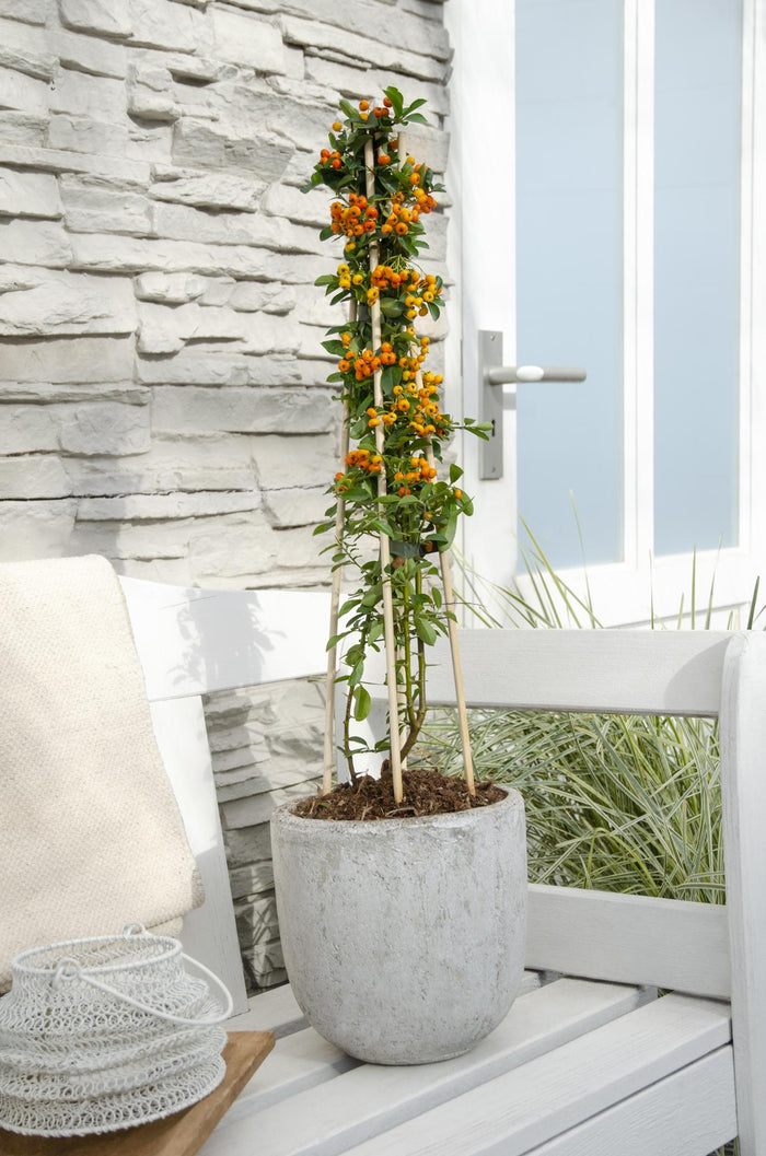 Pyracantha 'Orange Glow' - ↨65cm - Ø15