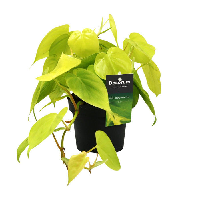 Philodendron scandens 'Lime' - Ø12cm - ↕20cm