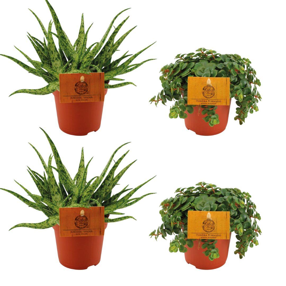 Set di succulente - 4 piante - 2x Aloe Spider + 2x Sedum Tornado - Ø10,5cm - ↕10cm