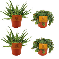 Set di succulente - 4 piante - 2x Aloe Spider + 2x Sedum Tornado - Ø10,5cm - ↕10cm